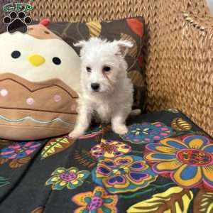 River, West Highland Terrier Puppy